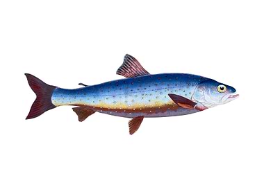 Salvelian Charr Salmo