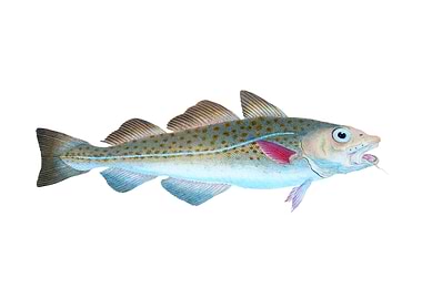 The Atlantic cod Gadus