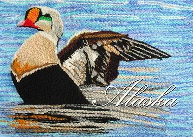 Alaska Eider Duck