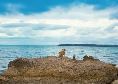 Animal Background Bay Beac