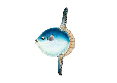 Short Sun fish Tetrodon