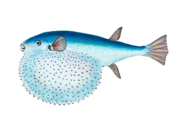 Stellated Globe Diodon