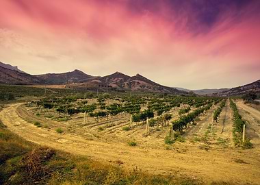 Landscape Valley Vineyard