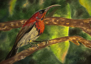 Vigorss Sunbird