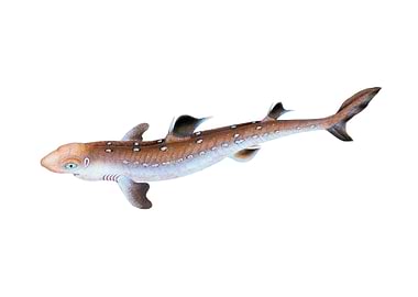 Spine backed Shark Squalus