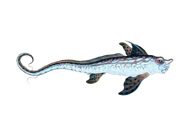 Sea Monster or rabbit fish