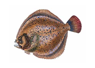 Small headed Dab Pleuronec