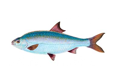 Roach Cyprinus Rutilus