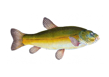 Tench Cyprinus Tinca