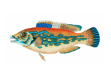 Striped wrasse Labrus