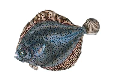 The brill Scophthalmus