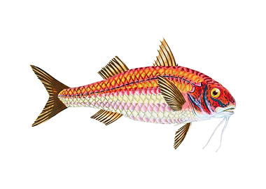 Surmulet Mullus Surmuletus