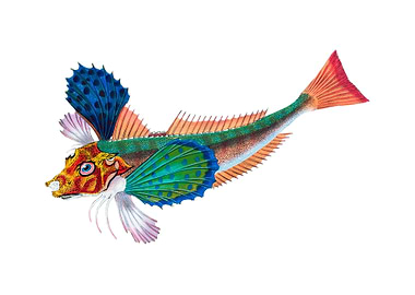 Sapphirine gurnard Trigla