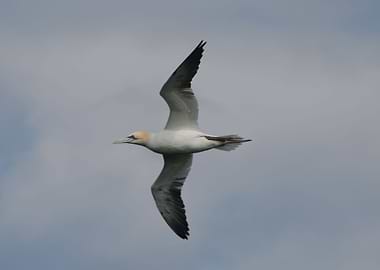 Sea Bird Ready to Dive