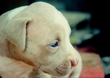 Blue eyes puppy