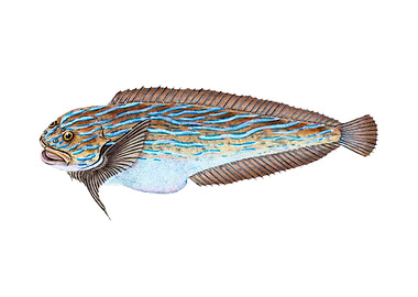Trimaculated Wrasse Labrus
