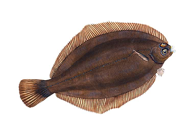 Turbot Pleuronectes
