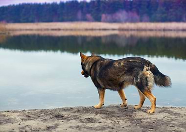 Alone Animal Autumn Bank B