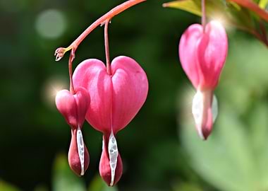 Dicentra spectabilis