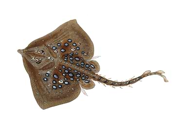 Thornback ray Raja clavata