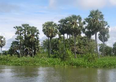 Sky Tree View Leaf Pon