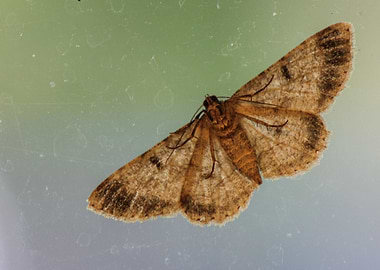 Moth