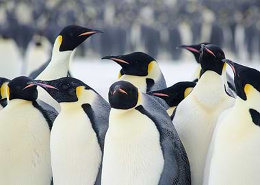 Emperor Penguins