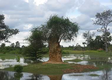 Sky Tree View Leaf Pon