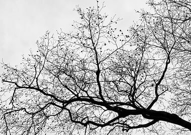 Tree Silhouette Sky Gre