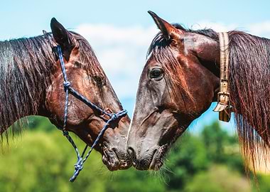 Two trotter horses