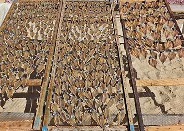 Dry fish in Nazare 05