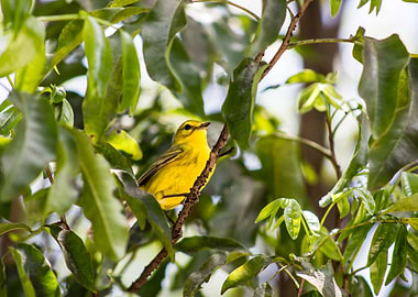 Yellow Warbler Bird