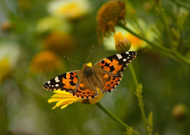 butterfly
