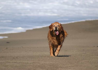 golden retriever