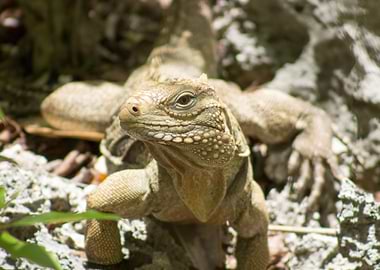 Cayman Brac Iguana
