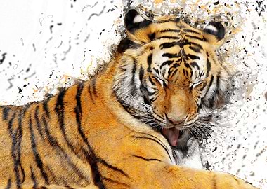 Amplify Tiger