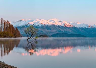 Wanaka tree