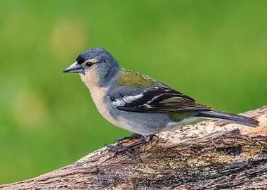 Madeiran chaffinch