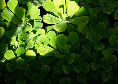 Green leaves