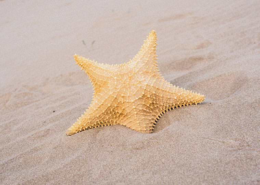 Starfish Animal Sea
