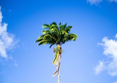 Palm Tree