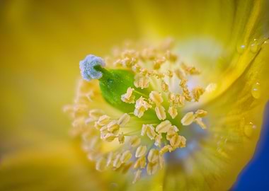 Yellow Poppy Buds