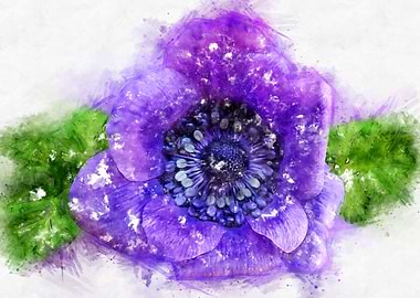 purple anemone watercolor