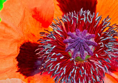 Bright Orange Poppy Macro