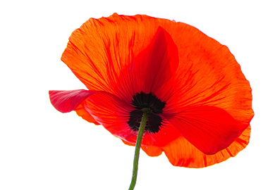 Single Red Poppy On White