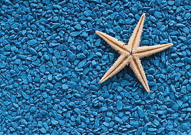 Starfish Animal Sea
