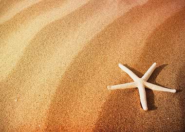 Starfish Animal Sea