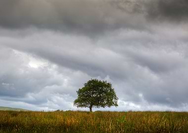A tree and a cloud
