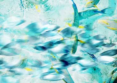 Fish Shoal Illusion 4