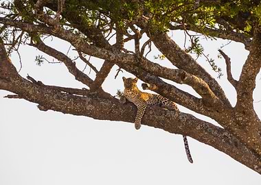 Leopard Rests In A Tree Af